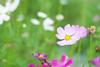 Close-up of pink flowering plant