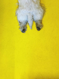 High angle view of a dog