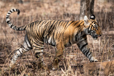 Side view of cat walking in forest