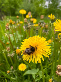 Close-up of bee pollinating on yellow flower