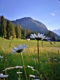 Close-up of flowering plants on field against sky