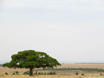 Scenic view of green tree on field