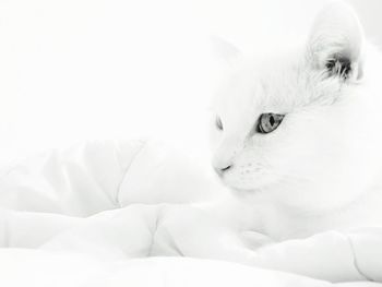 Close-up of a cat lying on bed