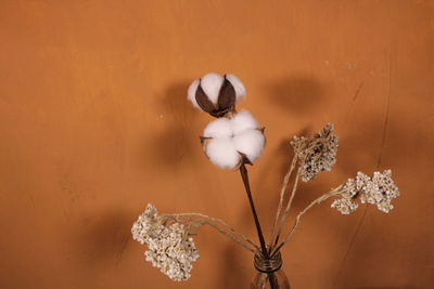 Close-up of wilted plant against wall