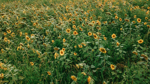 High angle view of flowering plants on field