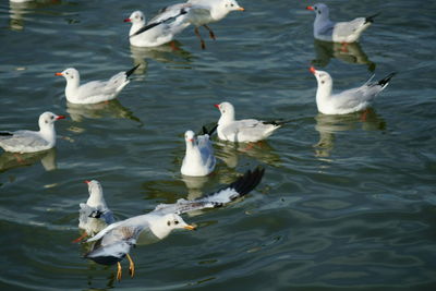 High angle view of swans swimming in lake