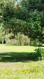 Trees in park