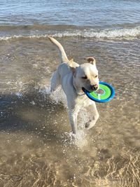 Dog running on beach