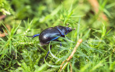 Close-up of insect on plant