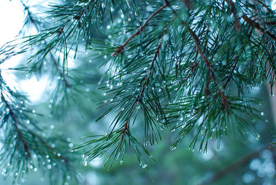 Close-up of pine tree during winter