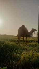 Horse standing in field