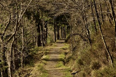 Footpath amidst trees in forest