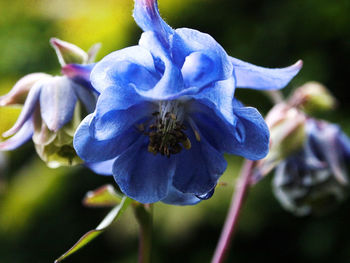 Close-up of purple blue flower