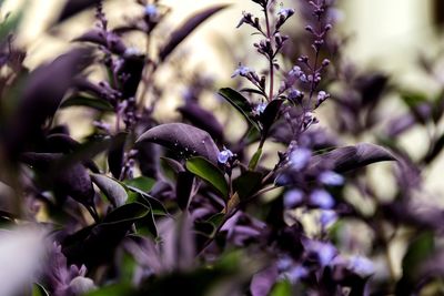 Close-up of purple flowering plant