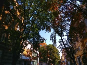 Low angle view of trees in city against sky