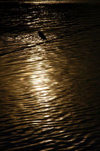 Silhouette bird swimming in lake