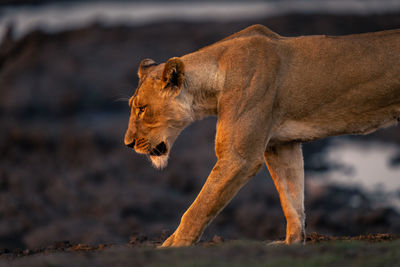 Lioness looking away