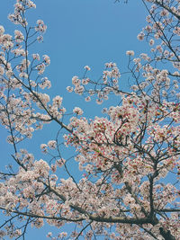 Low angle view of cherry blossoms against sky