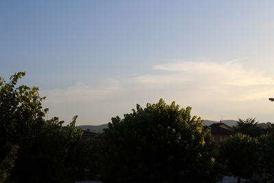 Trees against cloudy sky