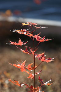 Close-up of red maple leaves during sunset