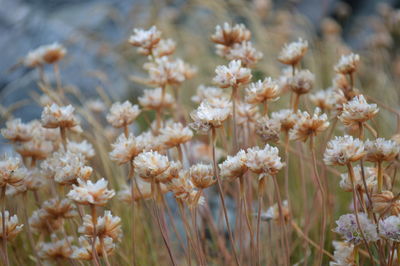 Close-up of plant growing on field