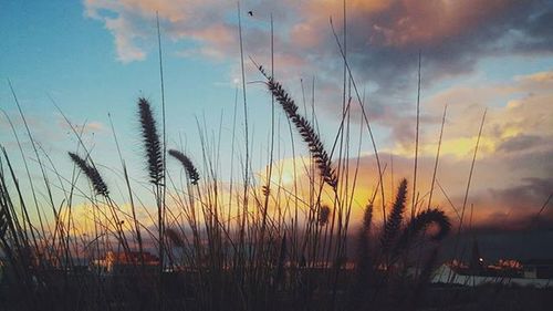 Scenic view of landscape against cloudy sky at sunset