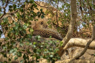 Leopard lying on rock framed by branches