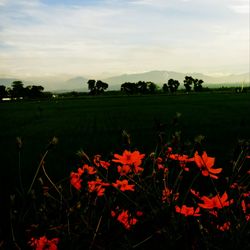 Scenic view of flowering plants on field against sky