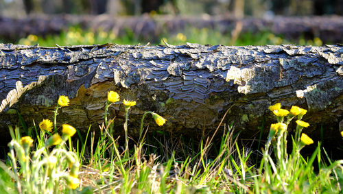 Close-up of yellow flowers blooming in field