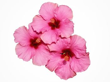 Close-up of pink flower against white background