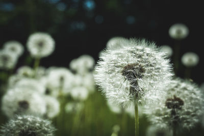 Close-up of dandelion against blurred background