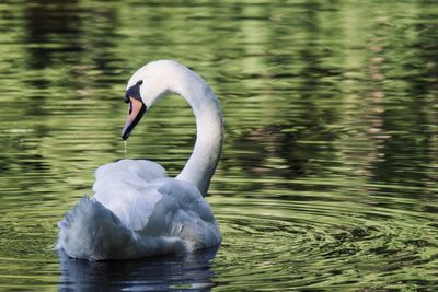 Swan floating on lake