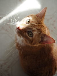 Close-up of a cat looking away