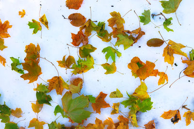 High angle view of maple leaves on plant during autumn