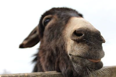 Close-up of horse