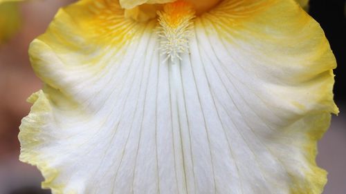 Close-up of flower against blurred background