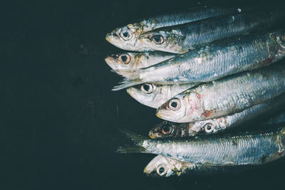 High angle view of fish in water