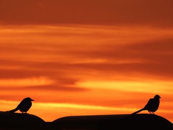 Silhouette bird perching on a orange sunset