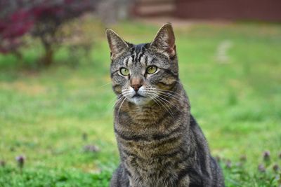 Portrait of tabby cat on field