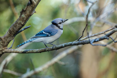 Vibrant blue jay perched on a tree branch is watching the forest on a sunny day