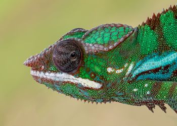 Close-up of lizard