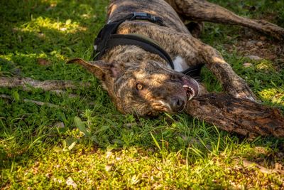 Lion lying on a field
