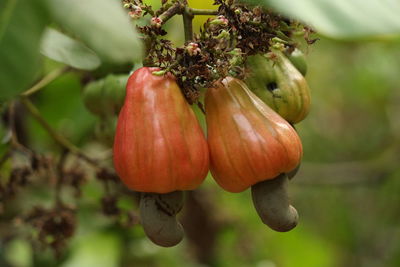 Close-up of fruits hanging on plant