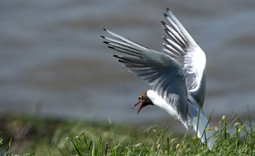 Bird flying in a field