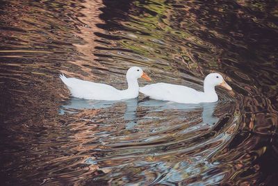 Close-up of swan in water