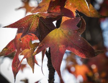 Close-up of maple leaves