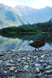 Bird perching on lake against mountains