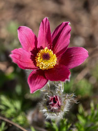 Close-up of pink flower