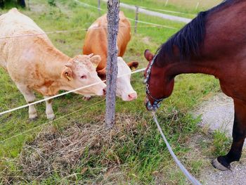 Close-up of cows and horse grazing on field