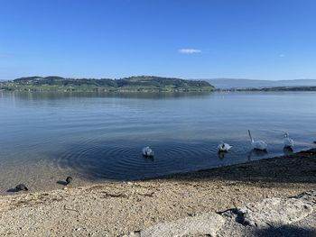 Birds swimming in lake against sky